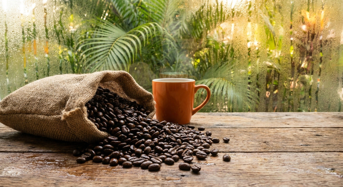 coffee beans exposed to humidity in a tropical kitchen.