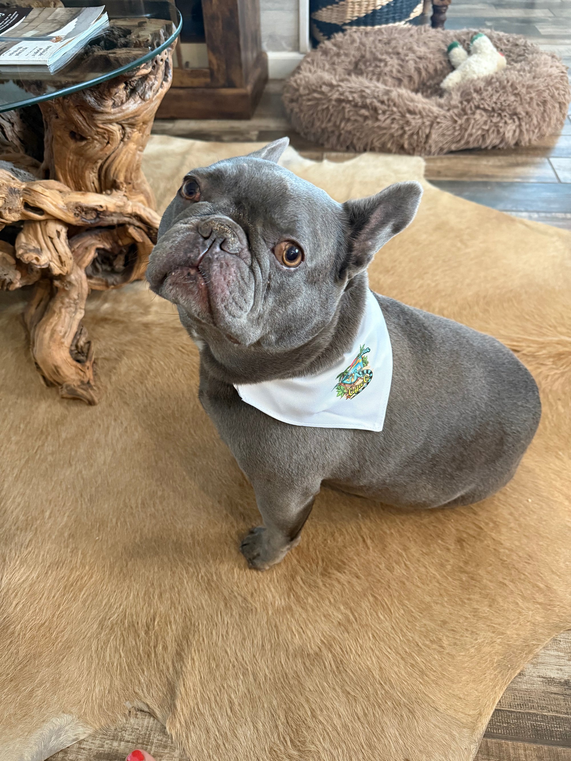 Pet bandana collar